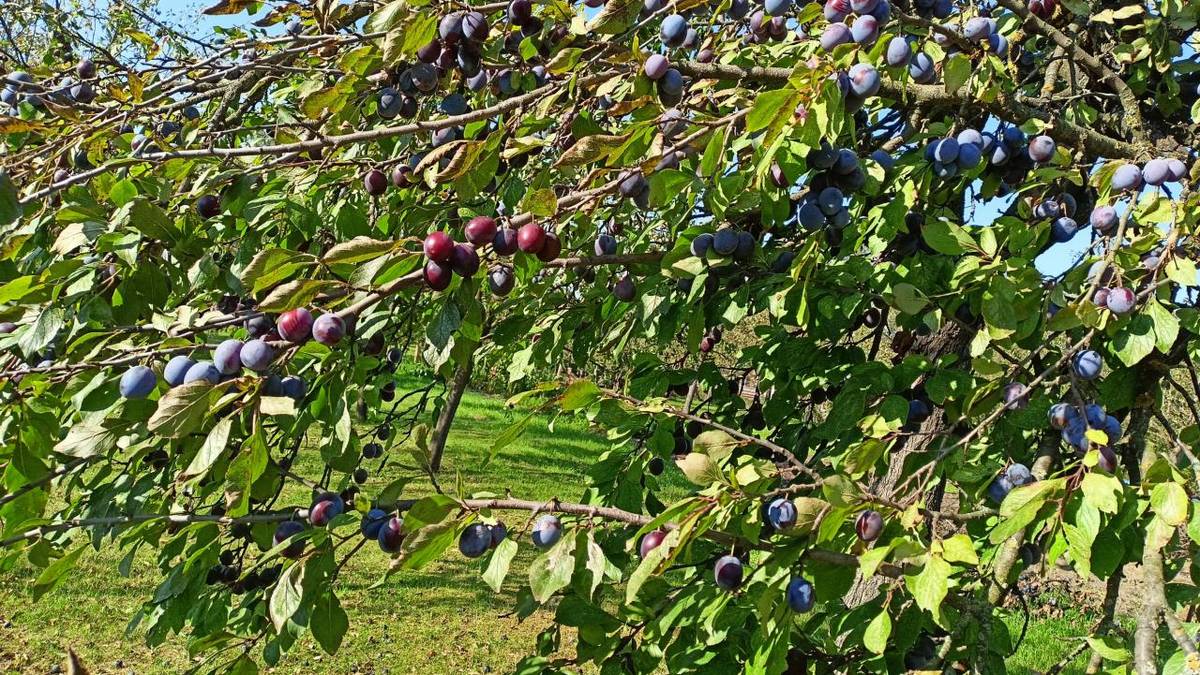 Letošní úroda modrého ovoce v zahradách i v sádcích v Louce byla opravdu bohatá, kvalitní a velmi sladká.