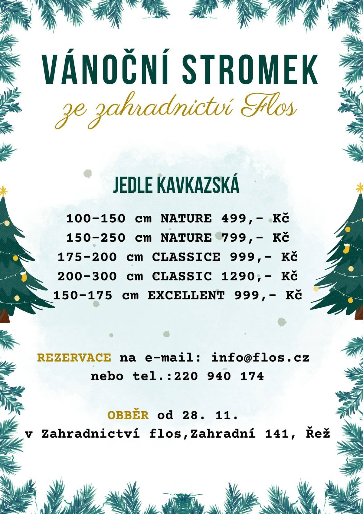 Vánoční stromek Jedle Kavkazská je možné rezervovat na  e-mail: info@flos.cz nebo na tel.: 220 940 174 Odběr od 28.11.2025 v zahradnictví FLOS, Zahradní 141, Řež tým OÚ