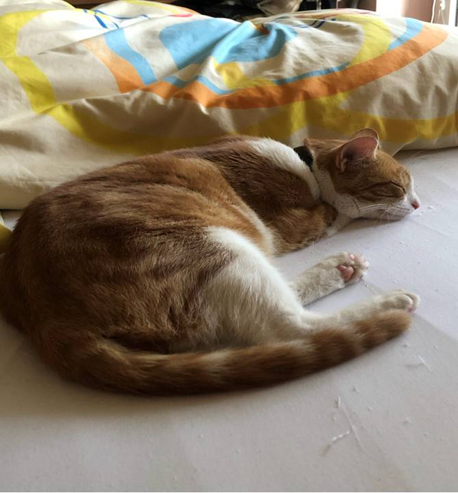 Ve čtvrtek 23.10.2025 se nevrátil domů (v ulici Za mlýnem)  rezavo-bílý kocourek.   Na krku má obojek proti klíšťatům.         Telefonní kontakt 603 463 069.          Odměna za nalezení