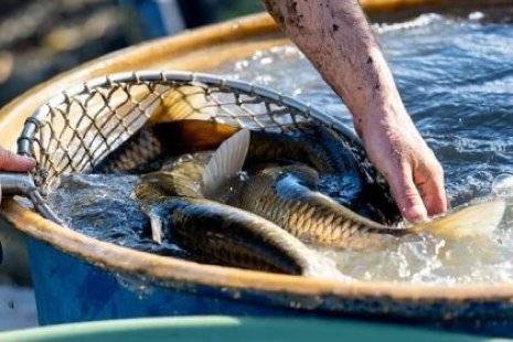 Výlov Návesního rybníka proběhne ve Volevčicích v sobotu 1.11.2025 od 9 hod. Večer proběhne posezení na OÚ se smaženými pochutinami z výlovu. Od 17 hod.