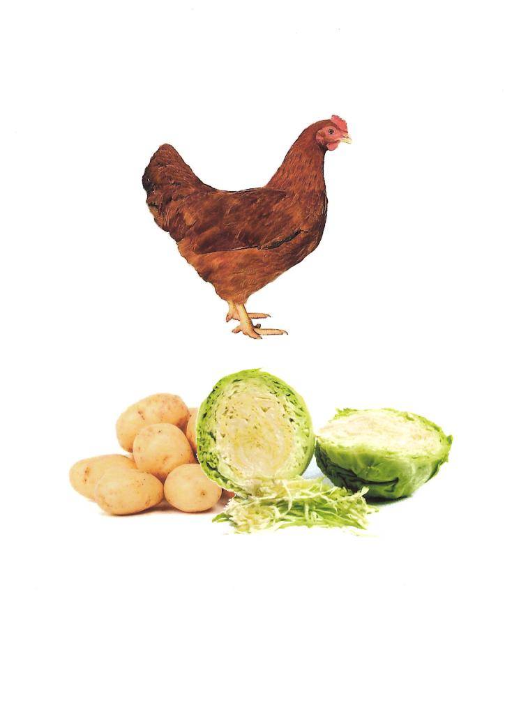 Studénka Drůbež bude v úterý 28. října 2025 od 12.00 – 12.15 hod. u pomníku TGM prodávat   kuřice různých barev, chovné kohouty,   brambory na uskladnění červené a žluté, cibule, česnek sadbový i konzumní, krouhané zelí, hlávkové zelí,   krmné směsi a vitamíny.   Nabídka prodeje se může změnit.