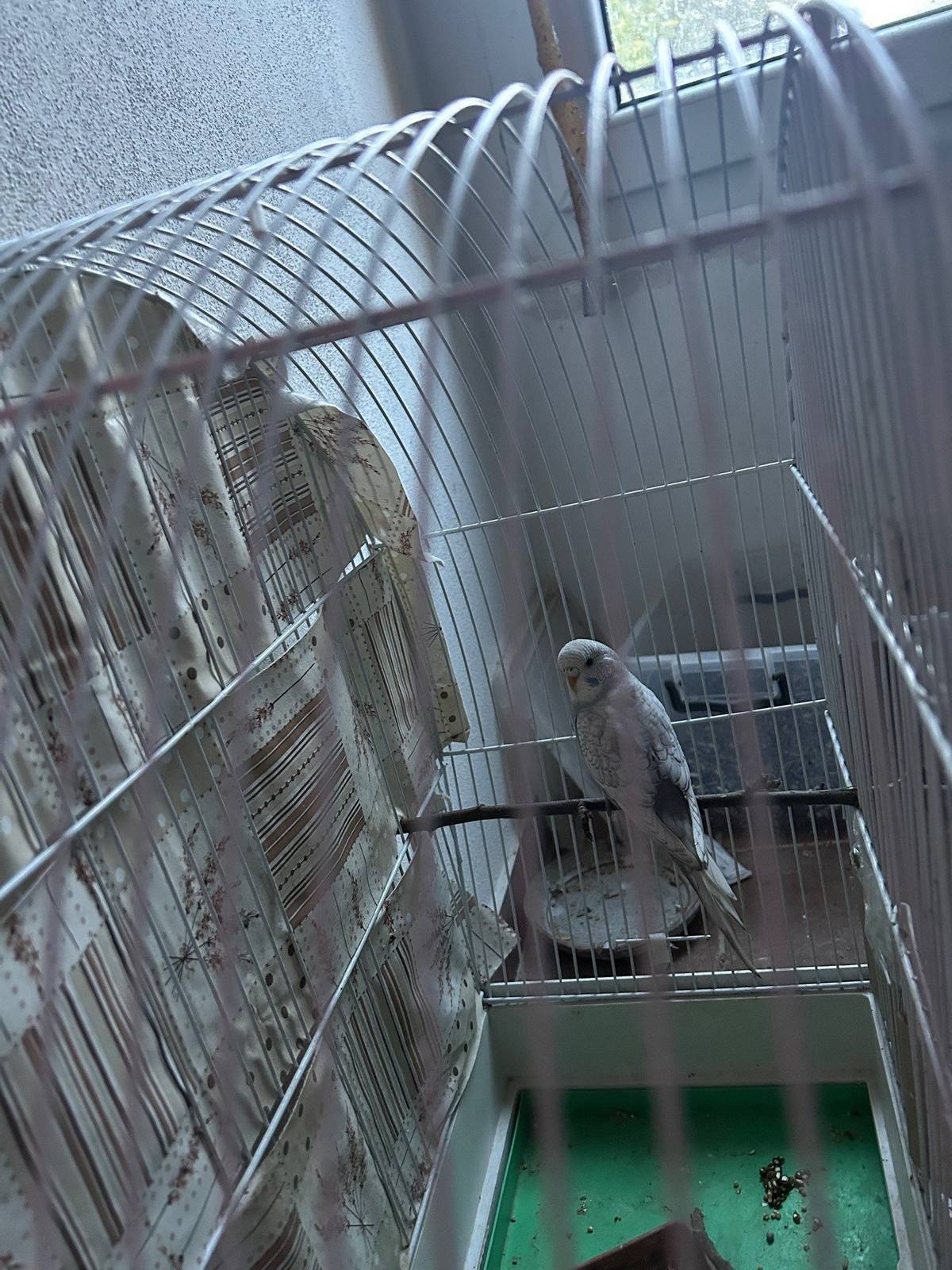 Kuchařovi č.p. 39 odchytli bílo-šedou andulku. Je k vyzvednutí i dnes. Kontakt: Jana Kuchařová 607 058 567, dnes do 14 hodin. Případně později po domluvě: Pavel Kuchař 770 125 711. Obrázek v mailu.