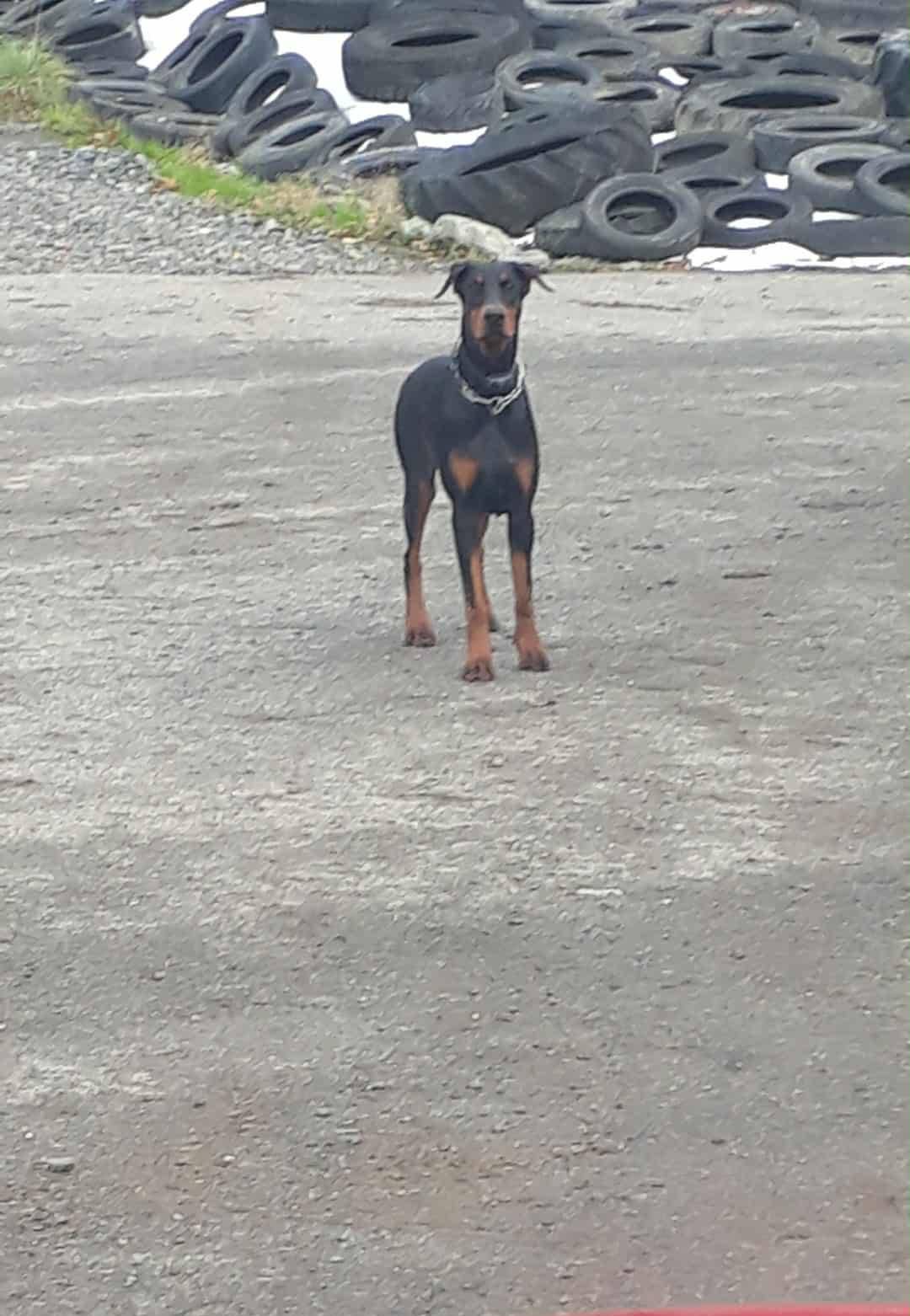 Najdeme majitele či majitelku tohoto psa? Již po několikáté, tento psík volně pobíhající u kravína a protějšího lesíka v Horní Polici směr Podlesí, vylekal nejednoho občana na procházce. Pes je bez vodítka a náhubku. Nikdy nevíme, co se může stát... Za volné pobíhání psa může jeho majiteli hrozit pokuta.  Prosím, kdyby někdo tušil komu pes patří, dejte vědět majiteli a zároveň žádám o informaci na číslo 602 380 834. Děkuji. Obec Horní Police