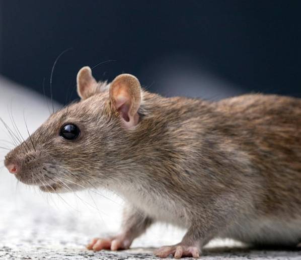 Na Sídlišti, v okolí Jedličkovy ulice (U Stadionu, Pivovarská, Zahradní) ale i na dalších místech v Lysé nad Labem opět probíhá deratizace. A opět se na Sídlišti našli „spolupracující“ občané, kteří deratizační staničky na potkany ničí a tím maří snahu počet hlodavců eliminovat. Lidé, kteří staničky ničí, nebo je odcizí, se dopouští porušení zákona 258/2000 o ochraně veřejného zdraví. Návnada ze staniček se navíc může dostat ven a může ji pozřít jiné zvíře. Dále bude v Lysé nad Labem probíhat deratizace v kanalizaci, a to v termínech 29. října, 13. listopadu a 24. listopadu. Bude ji provádět společnost Adera ve spolupráci s provozovatelem kanalizační sítě města, firmou Stavokomplet. Současně prosíme občany, aby nenechávali jídlo pro kočky na veřejných prostranstvích. Právě toto jídlo, často pohozené po zemi či schované v křoví, potkany přitahuje. Lidé, kteří jej v dobrém úmyslu venku nechávají, často netuší, že jím krmí právě potkany. Současně bychom chtěli požádat občany, aby nekrmili holuby, kteří se na zimu stahují do města.