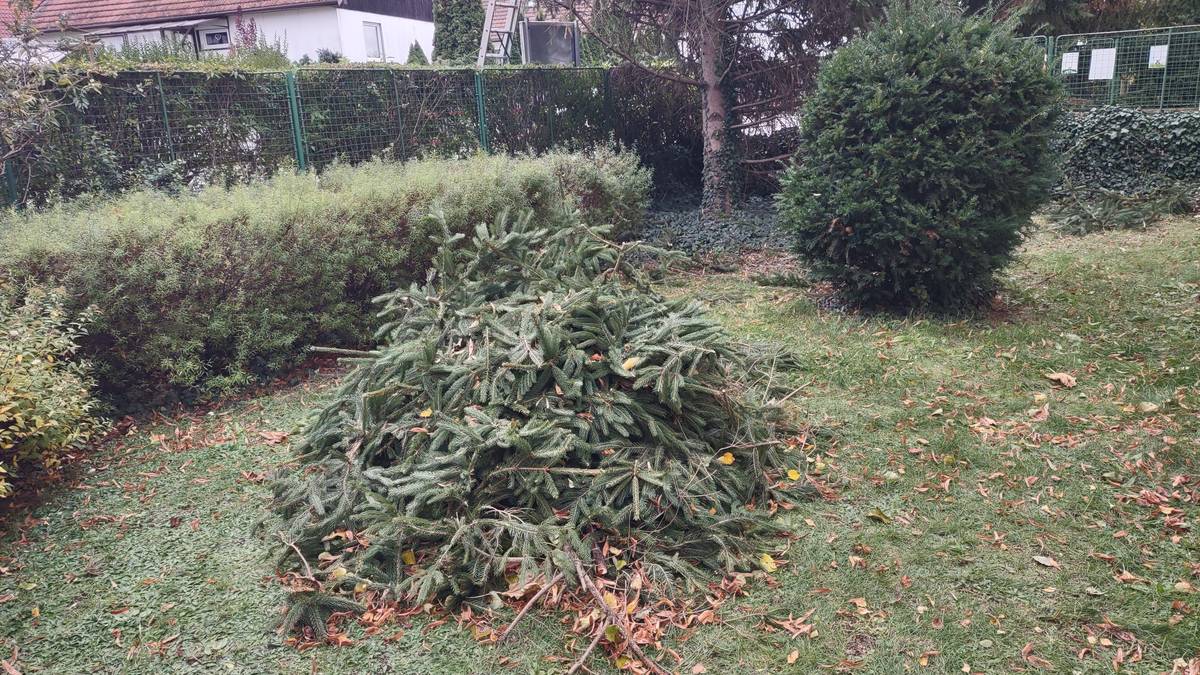 Dobrý den všem, u školy máme hromádku smrkových větviček z ořezu stromu před vánočním zdobením. Nabízíme je k rozebrání pro výzdobu a výrobu dekorace, než větvičky odvezeme do bia. Jsou volně přístupné - do středy 😉