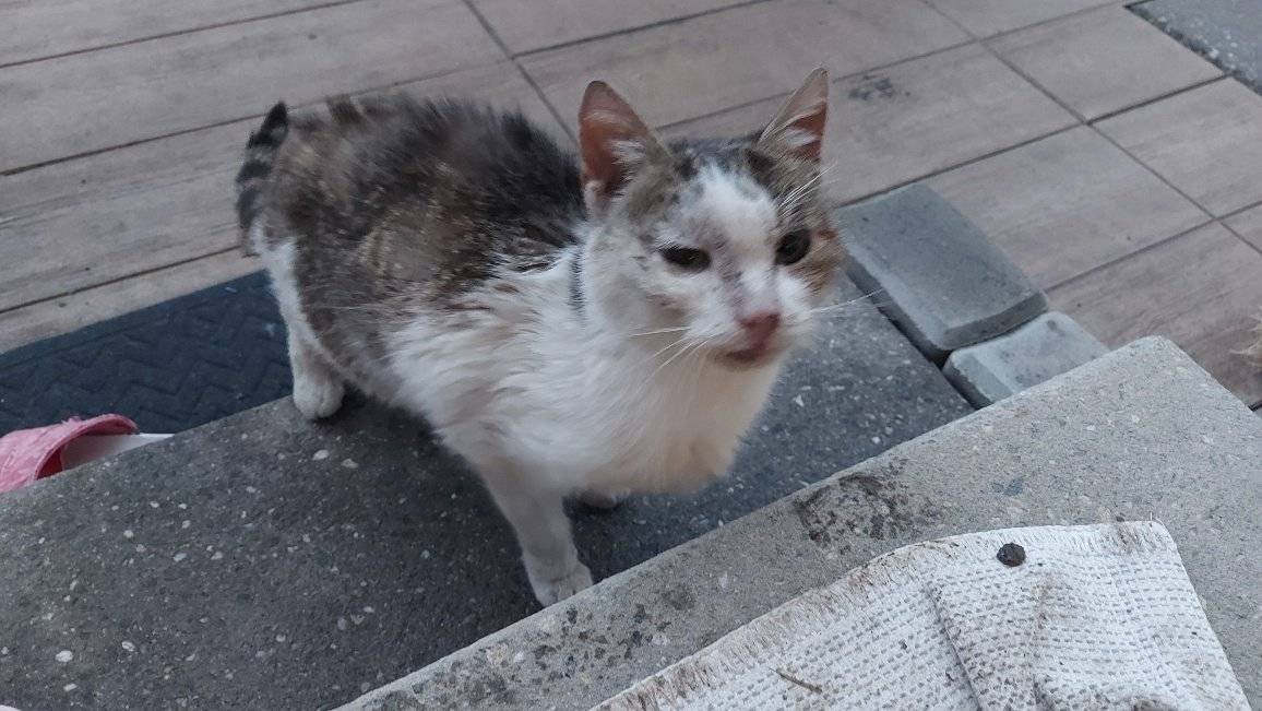 V lokalitě na Trávníku se pohybuje kočka neznámého původu. Pokud víte komu patří, ozvěte se prosím starostovi obce na telefon 723 766 522. - Obec Střeň -