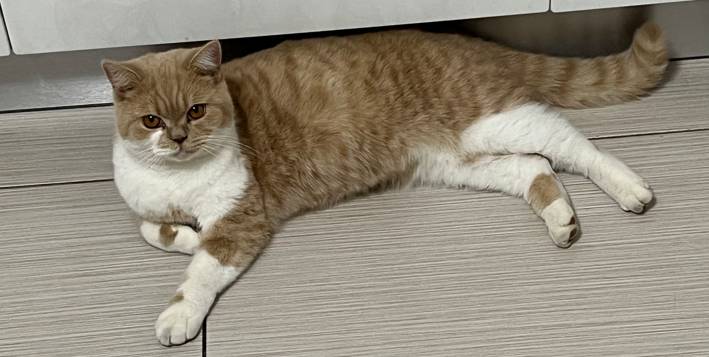 Eltűnt a szeretett vörös kandúrunk, Artur.  Stratil sa náš milovaný ryšavý kocúrik Artur.