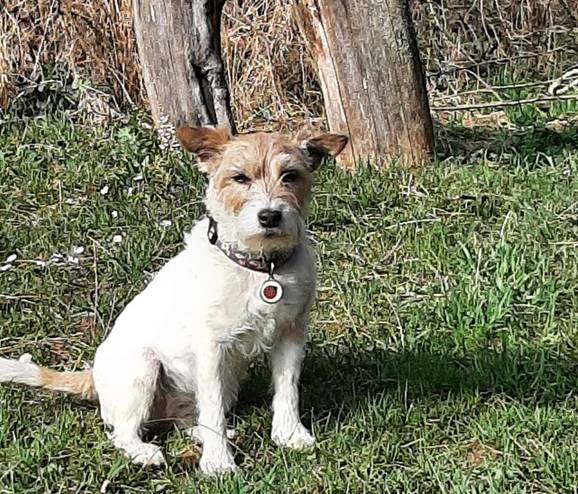 Ve večerních hodinách 27. října 2025 se v Rebešovicích ztratila malá bílá šestnáctiletá fenka Berry. Fenka je hluchá a na své jméno bohužel neslyší, což komplikuje její nalezení. Pokud jste ji viděli nebo máte nějaké informace, prosíme o zavolání na číslo 724 186 547.