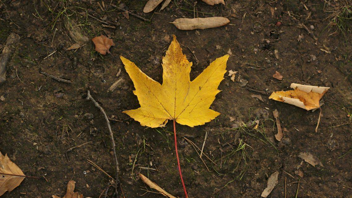 Vážení spoluobčania, dovoľujeme si Vám oznámiť, že zajtra 30.10.2025 sa bude na cintoríne konať brigáda zameraná na hrabanie lístia. Pristavená bude vlečka a prinesú sa aj vrecia na lístie. Brigáda sa bude konať od 13:00 hod, prineste si hrable.  Tešíme sa na Vás.