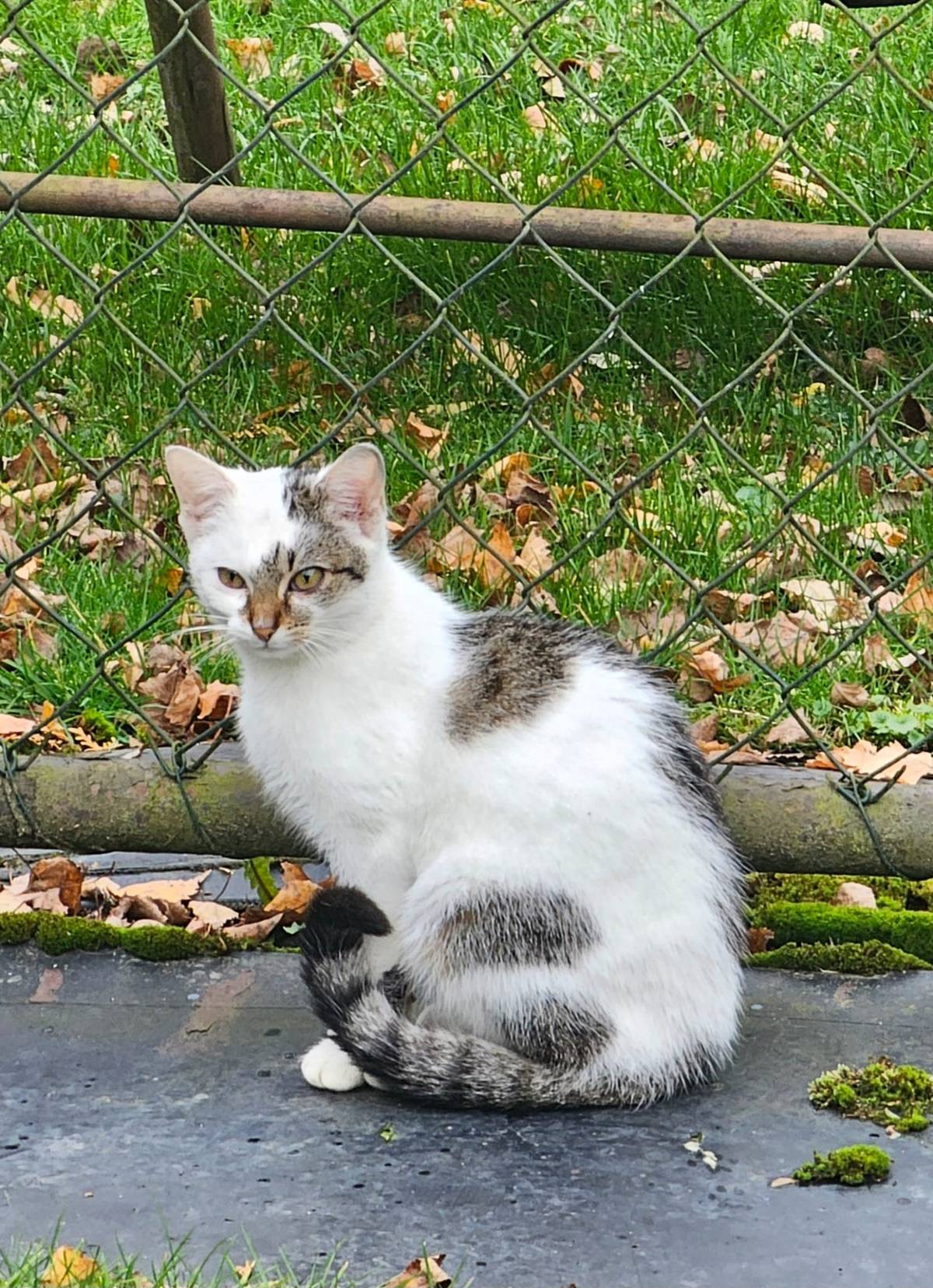 Byla nalezena kočička, která se momentálně nachází u rodinného domu č. p. 13. Pokud kočičku postrádáte nebo víte, komu patří, prosíme, kontaktujte obyvatele uvedeného domu nebo obecní úřad. Děkujeme za sdílení informace a pomoc s nalezením majitele. 🐱