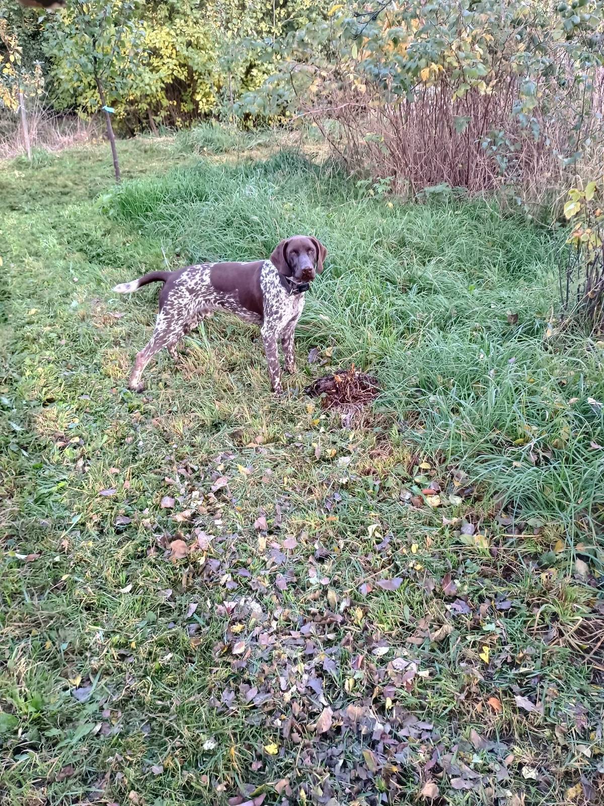 V úterý 28. října kolem 15:00 se ve Vežnici ztratil pes – německý krátkosrstý ohař, hnědobílé barvy. Na krku měl hnědý obojek s GPS lokátorem Byl na dlouhém stopovacím vodítku Prosíme o jakékoli informace, které by mohly pomoci s nalezením. Kontakt na majitelku: 720 369 254 Děkujeme za sdílení a pomoc při hledání!