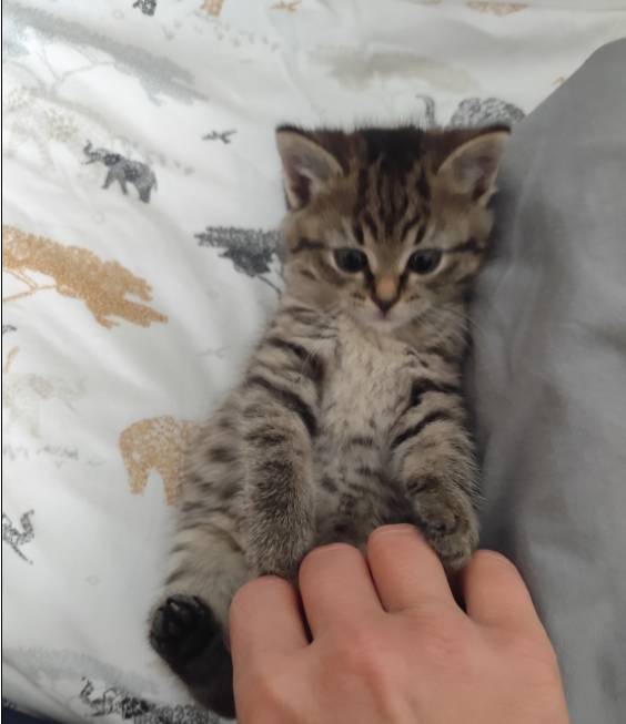 Prosíme o pomoc při hledání dvouměsíčního koťátka na obrázku, jménem Tary. Ztratilo se odpoledne 30.10.2025 v Křinci, Tyršova ulice č.p. 189 paní Bakešové. Předem děkujeme.