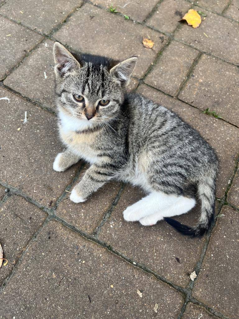 Jsou hodná, mazlivá, roztomilá a úplně opuštěná. A hledají hodné lidské kamarády. Nechcete některé z nich? Nebo dvě? Nebo tři? Nebo hnedle všechny čtyři?  Zájemci nechť se hlásí prostřednictvím obce – tel.: 603 569 389 (Hájek).