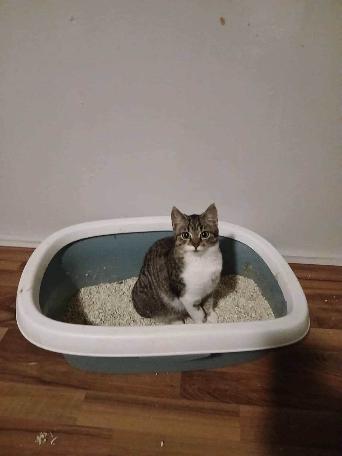 Včera se zaběhla místním občanům kočka. V případě nalezení volejte majitelce na číslo: +420 735 996 091. Foto v příloze. Děkujeme.