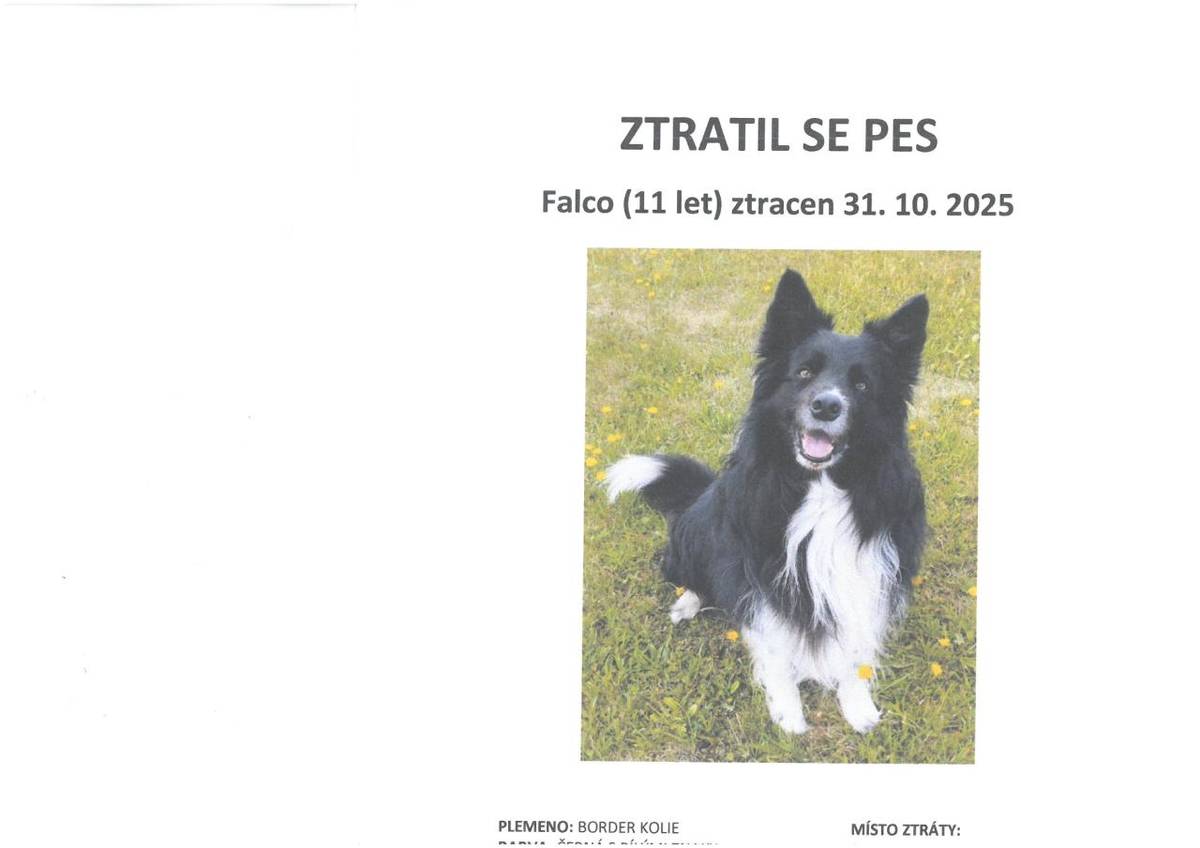 Ztratil se pes dne 31.10.2025 border kolie černá s bílými znaky. Místo ztráty: Sedlice(Rožmitál pod Třemšínem). Falco je hodný, nekonfliktní vůči jiným psům i zvířatům. Může být vystrašený. Nemá na sobě obojek. Informace na telefony : 602482151, 775399120.