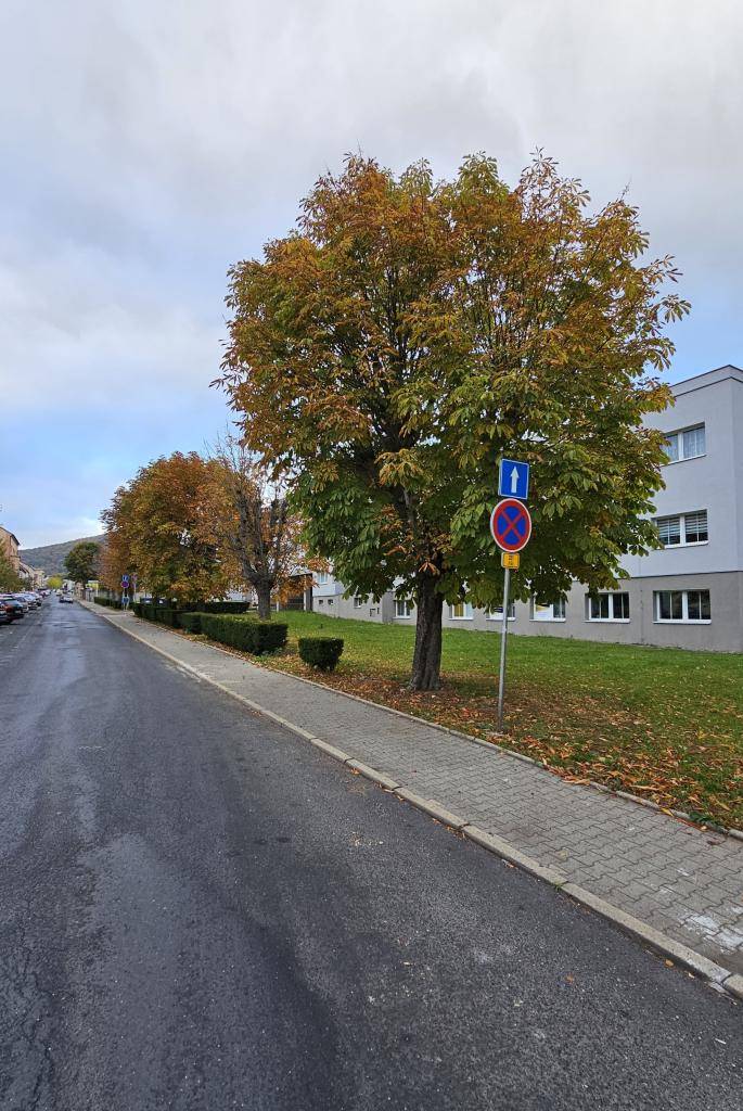 Dnes bylo zahájeno kácení stromů v ulici Sokolská.