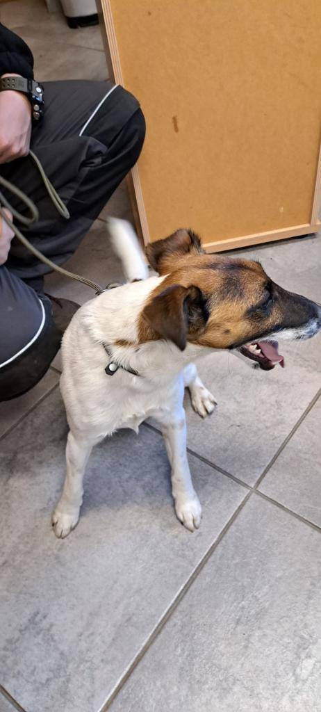 Dnes v odpoledních hodinách byl nalezen pejsek v ulici Žižkova. Prosíme majitele aby kontaktoval obecní úřad Pchery.  Děkujeme