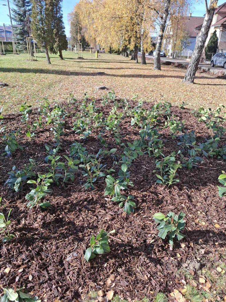 V priebehu  týždňa sme vykonávali náhradnú výsadbu rastlín, čím sme prispeli k obnove zelene a skrášleniu okolia. Náhradna výsadzba sa realizovala v parku, pred kostolom, v  MŠ Kriváň.