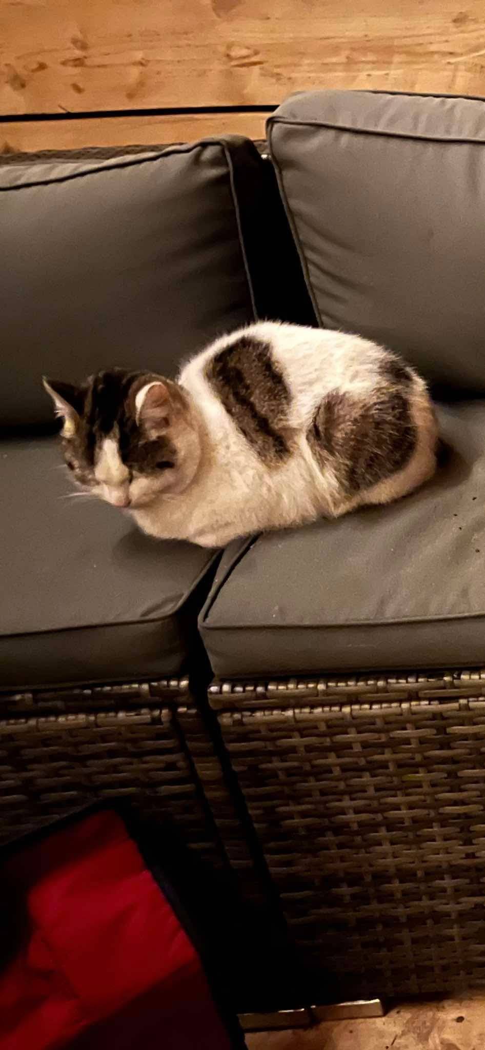 Od úterý 28.10. postrádáme bílou kočičku s šedými fleky. Občas se stalo že nebyla doma 1-2dny, ale ted už je dlouho pryč. Je to dvouletá, kastrovaná kočka. K cizím je nedůvěřivá a plachá. Kdyby ji někdo viděl prosím o info. na tel. 774999697. Děkujeme!