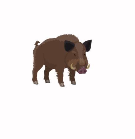 Dne 1. 11. 2025 bude v úseku Solenice–Větrov probíhat mezi 9:00 a 13:00 hon na divoká prasata.