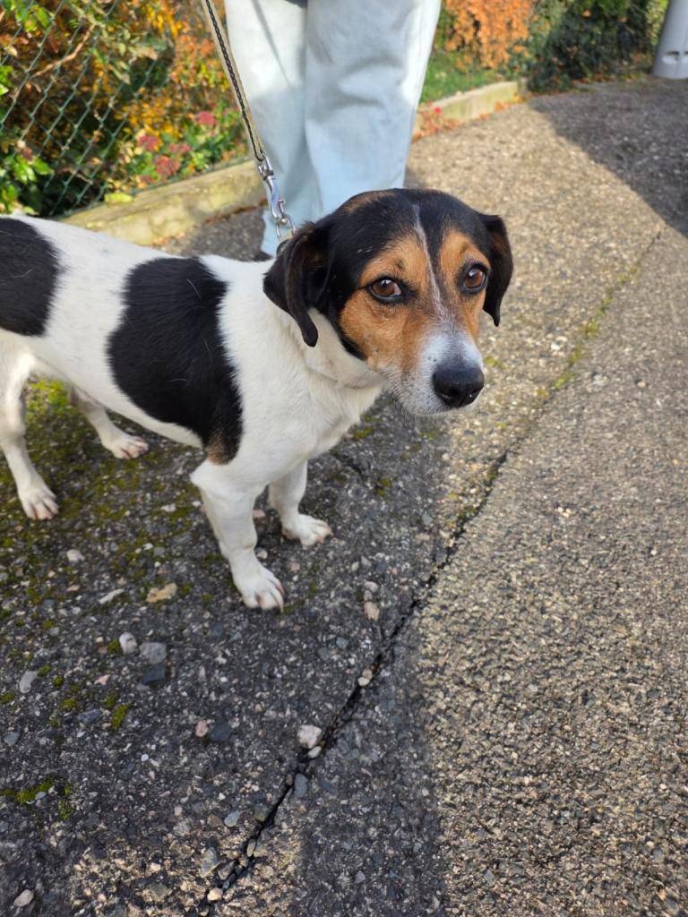 Dnes ráno se v obci našel tento pejsek. Nepatří někomu nebo nevíte o někom, komu by mohl patřit?