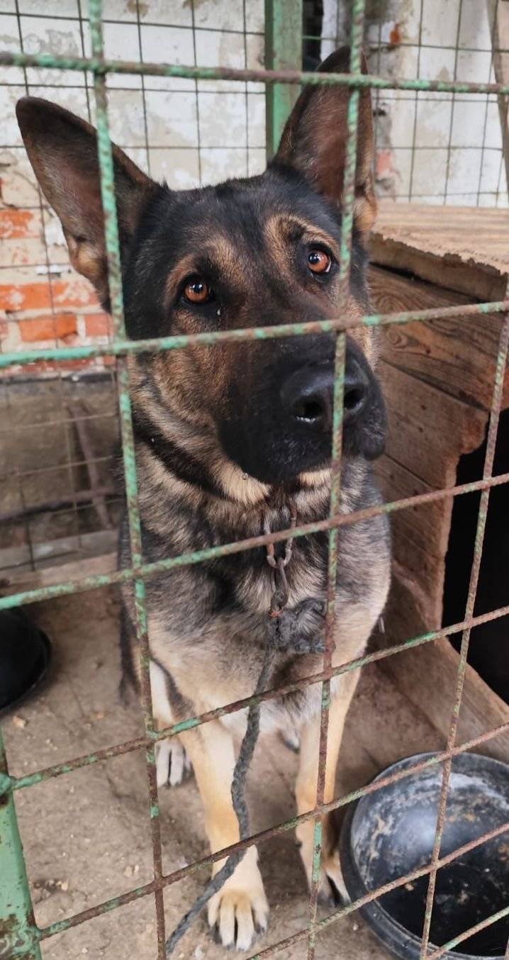 V obci Valaská Belá sa našiel nemecký ovčiak s obojkom, nezačipovaný.  Ak sa nájde majiteľ, nech kontaktuje Čiernu horu a. s., prípadne obec Valaská Belá.