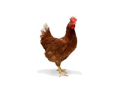 Drůbežárna Prace bude v sobotu 8. 11.  ve 14:45 hod. prodávat: mladé hnědé kuřice, slepice ve snášce, krmivo pro drůbež a králíky, vitamínové doplňky a dále pak vykupovat králičí kožky - cena 10 Kč/ks.