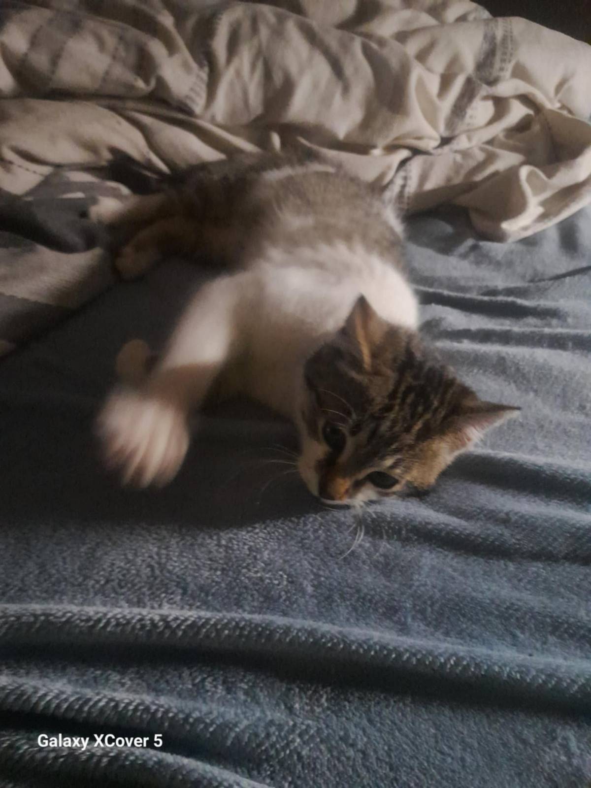 Včera kolem 20 hod. se našlo kotě v okolí autobusového nádraží v Dolní Kalné.