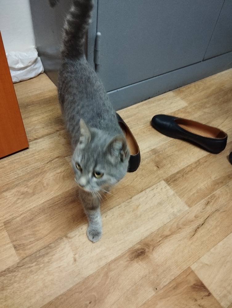 Kočička je k vyzvednutí na obecním úřadě.