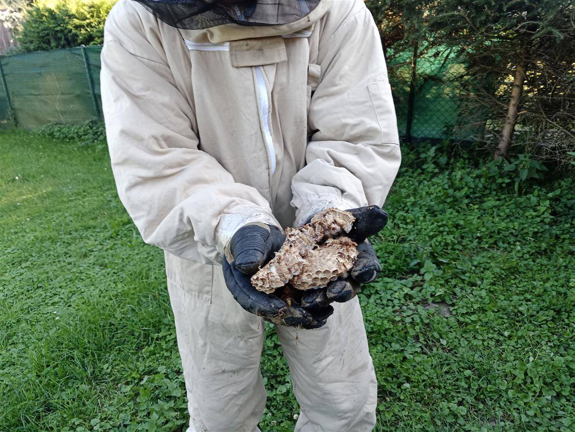 Likvidace obtížného hmyzu  Hlince