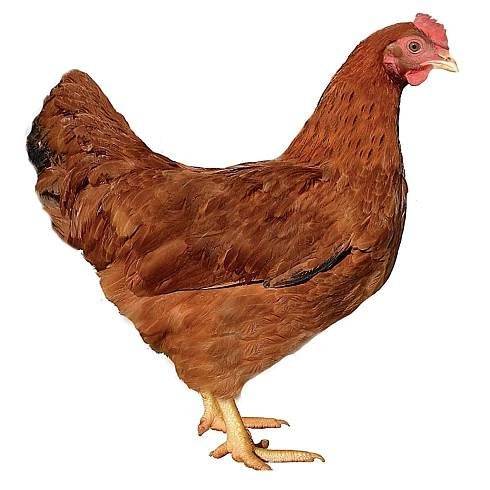 Drůbežárna Prace bude ve středu 12. listopadu 2025 ve 13:45 hod. u pekárny a u pálenice prodávat mladé hnědé kuřice, slepice ve snášce, krmivo pro drůbež a králíky, vitamínové doplňky a vykupovat králičí kůže za 10 Kč/ks.