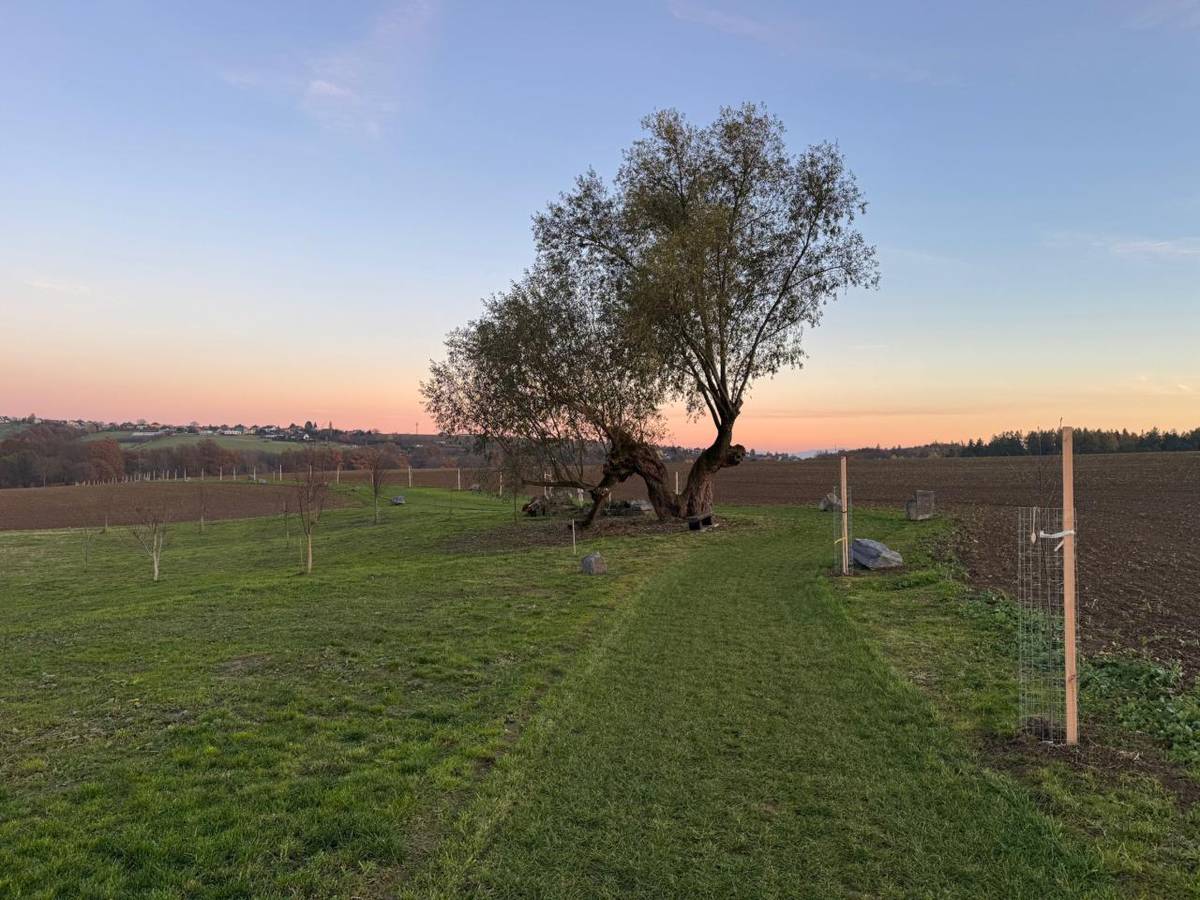 Fotky z 2. etapy sousedského sázení.