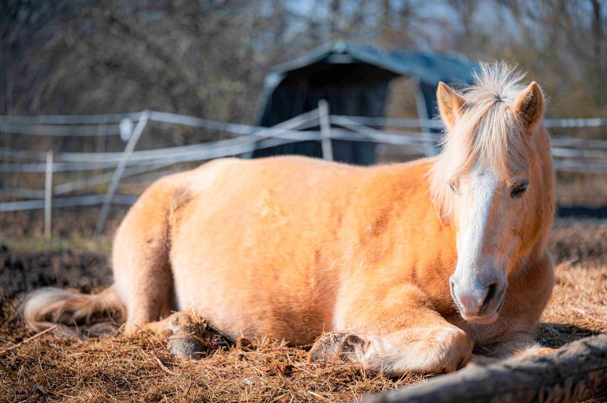 Vážení občané,  ve veřejném prostoru rezonuje téma louky za OC VIVO! Hostivař (ulice Švehlova). Důležité je nejprve zmínit, že tato louka nepatří městské části Praha 15, ale developerovi Central Group. Radnici se už v roce 2019 podařilo vyjednat podmínky, díky nimž část tohoto území zůstane nezastavěná, vznikne zde veřejný park a částečně zůstane zachována také louka. Developer zároveň převede pozemky pro park na naši městskou část za symbolickou 1 korunu a investuje 2 miliony korun do jejich úpravy. Obavy, že výstavba zasáhne prostor s koňmi, nejsou na místě. Obytné domy se mají stavět v jiné části území, blíže k OC VIVO! Hostivař, zatímco oblast s výběhy pro koně zůstane zachována. Dohoda s developerem má právě za cíl zajistit ochranu zeleně a volného prostoru. Podle návrhu nového Metropolitního plánu se plocha parku navíc oproti původní dohodě z roku 2019 mírně rozšiřuje.  Je v našem nejvyšším zájmu, aby zelená plocha zůstala veřejným prostorem, nezastavitelným a chráněným – jako trvalý park v majetku městské části. Michal Fischer, starosta