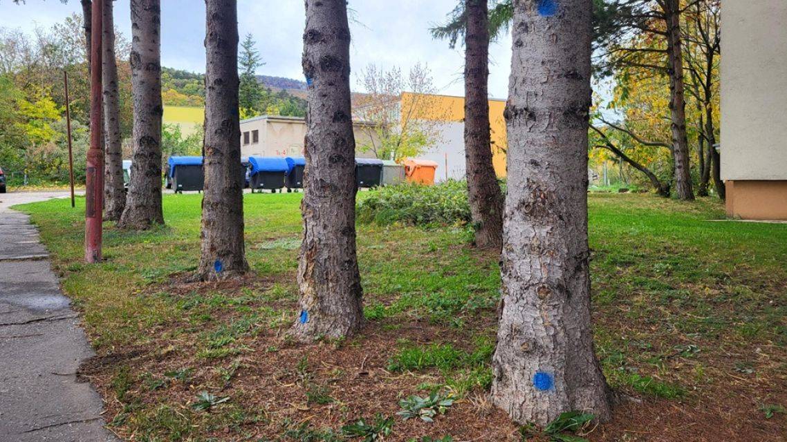 Upozorňujeme občanov, že počas nasledujúcich dní dôjde na viacerých miestach v obci k výrubu a orezu stromov.