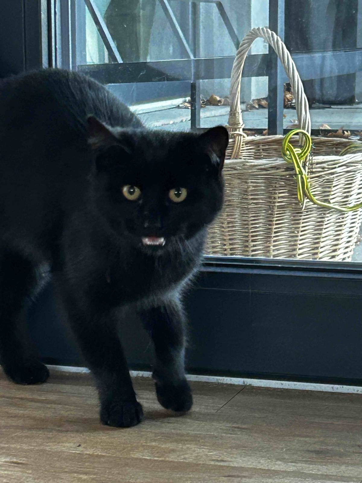 Vážení spoluobčané, v Rabštejnské Lhotě bylo nalezeno černé kotě, stáří cca 5 měsíců. Pokud je Vaše, kontaktujte, prosím nálzece na tel.č.: 774774790