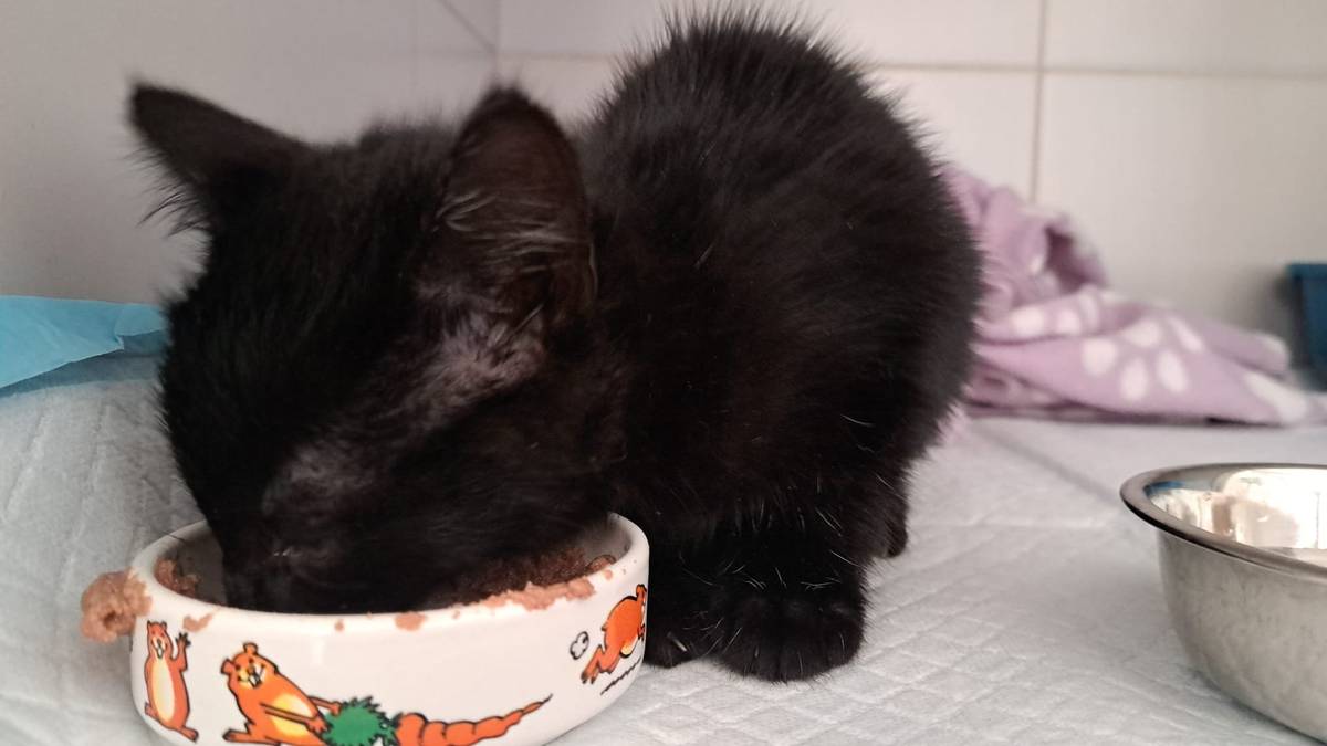 U zvonice bylo nalezeno kotě. V současné době je na veterinární klinice ve Žlebech. Majitel ať kontaktuje obec nebo přímo veterinu.