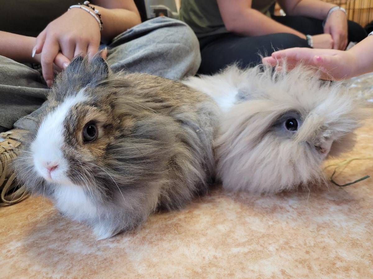 Do školky přijela návštěv z Farmaparku u Toma