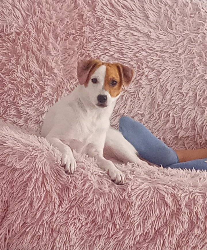 Stratila sa nám fenka menom Nala   Má 7 mesiacov   Na veľkú hnedu škvrnu a pár malých   Stredu ráno sa stratila   Určite je hladná smädná dajte jej niečo ak mi ju nájdete a zoberte ju  Kontakt na mňa:0903620432