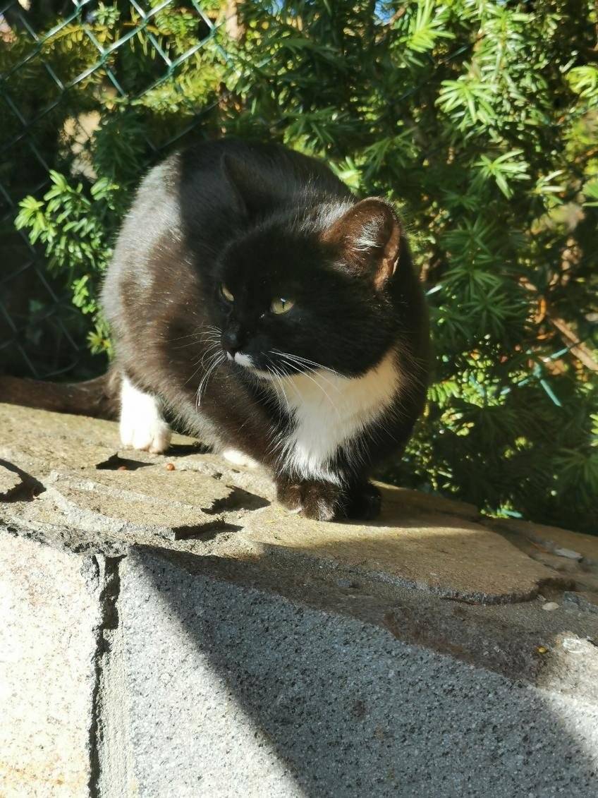 Na križovatke smerom na Harmanec sa potuluje čierno-biele mačiatko. Ak by ste mali oň záujem,kontaktujte obecný úrad.