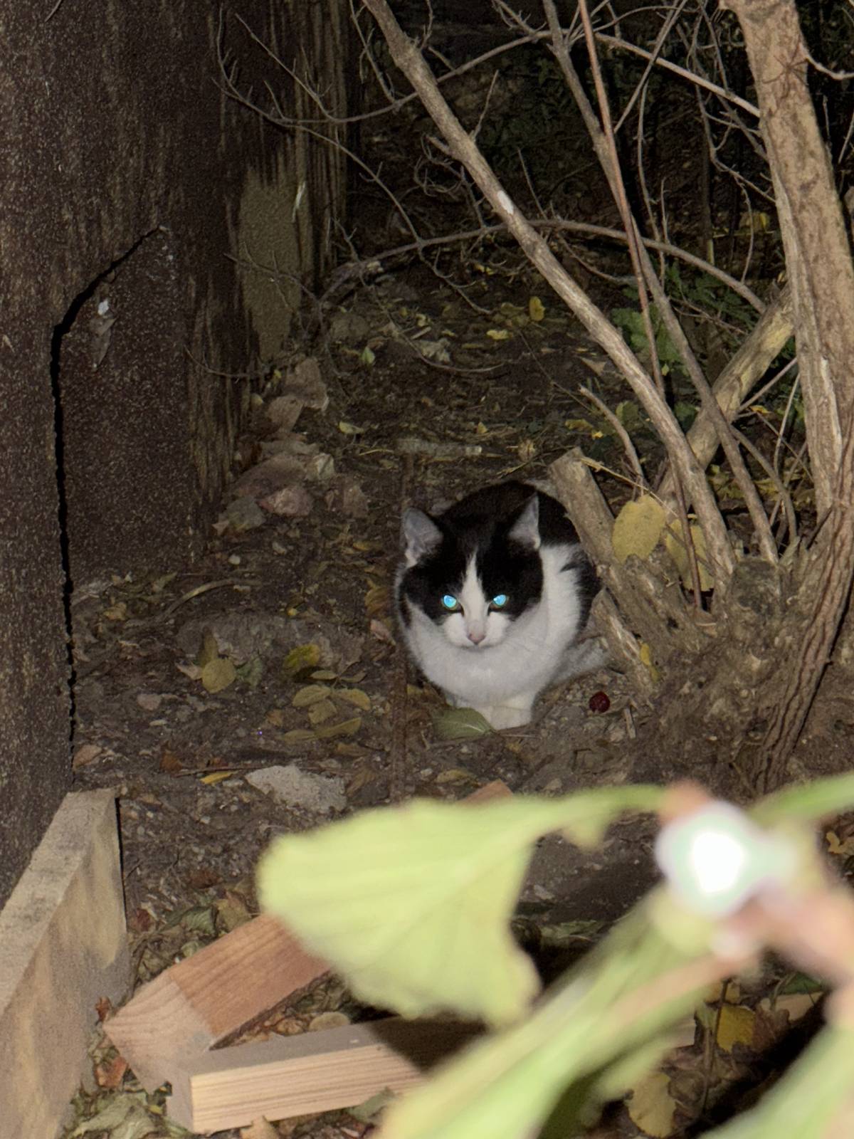 v osadě Vranov pobíhá mezi kapličkou a domem č.p.13 paní doktorkou Velcovou ztracené koťátko.