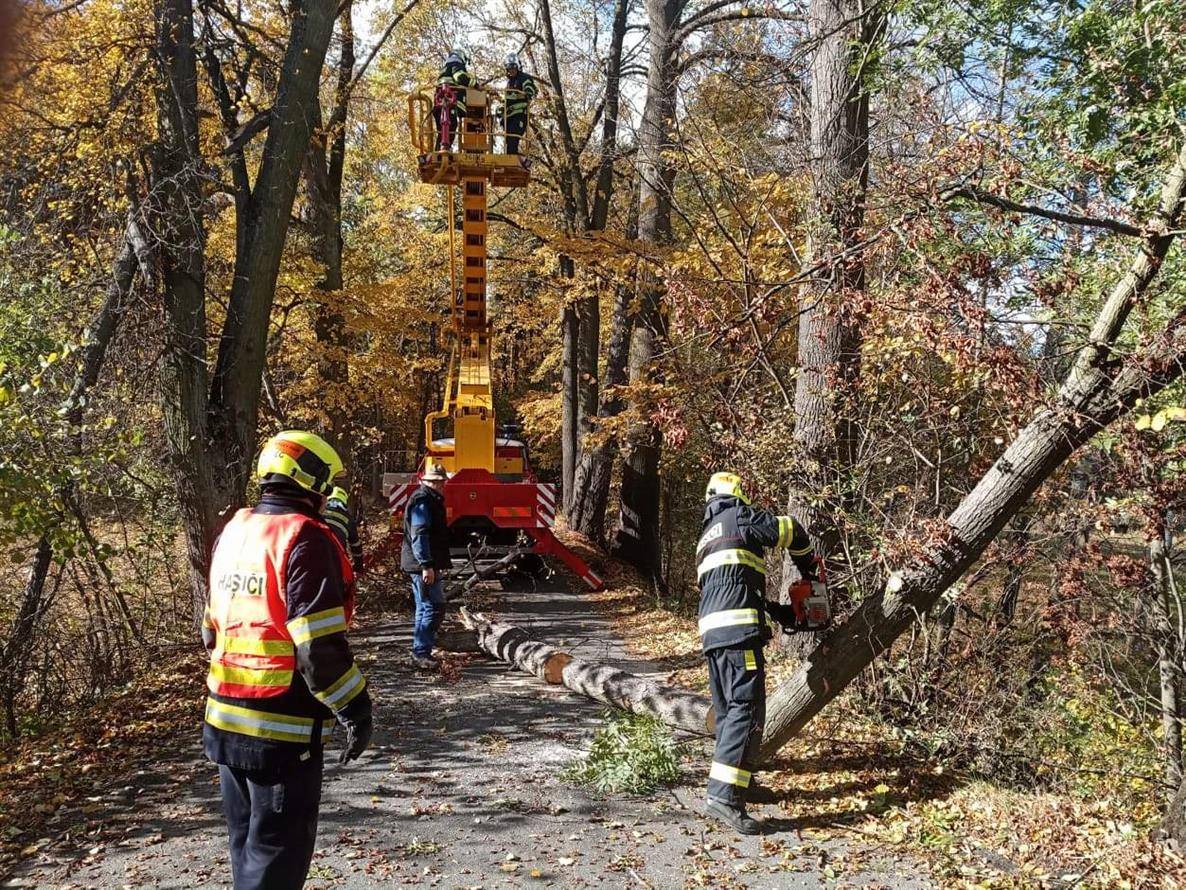 Odstranění stromu  Ostrovec - Lhotka