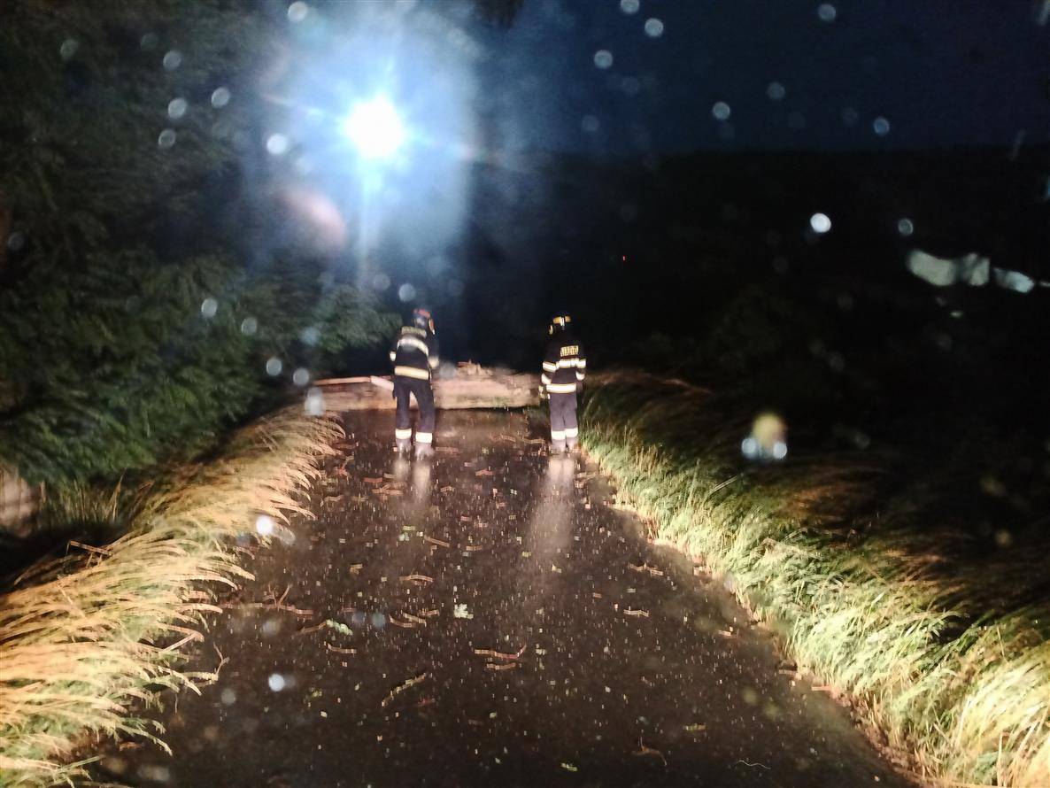 Odstranění stromu  Zvíkovec