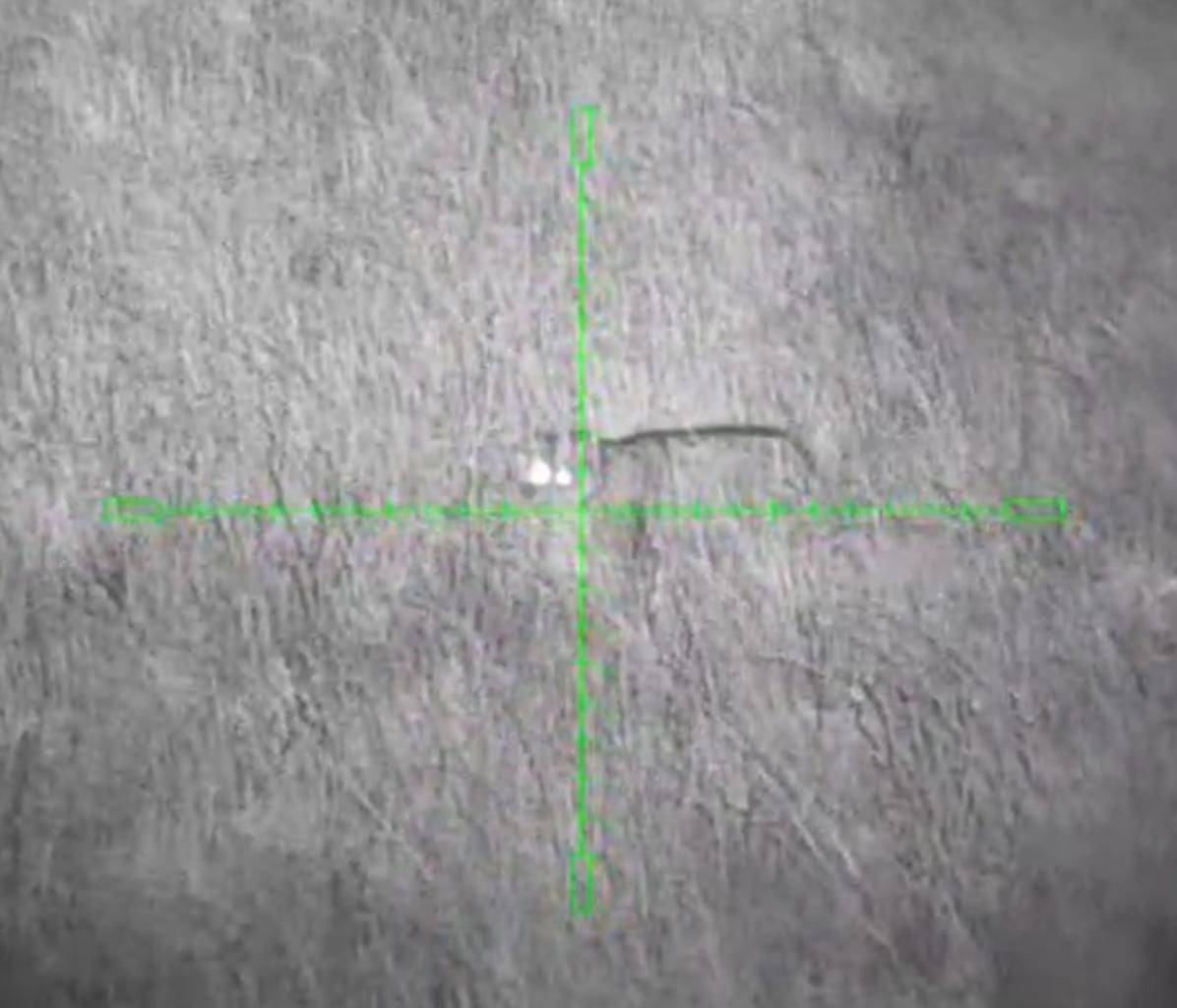 Na Podbořansku se vyskytuje samec kočky divoké Pepa, který byl vypuštěn s rádiem v obojku v Doupovských horách. Prosíme, aby na něj veřejnost a myslivci dávali pozor.