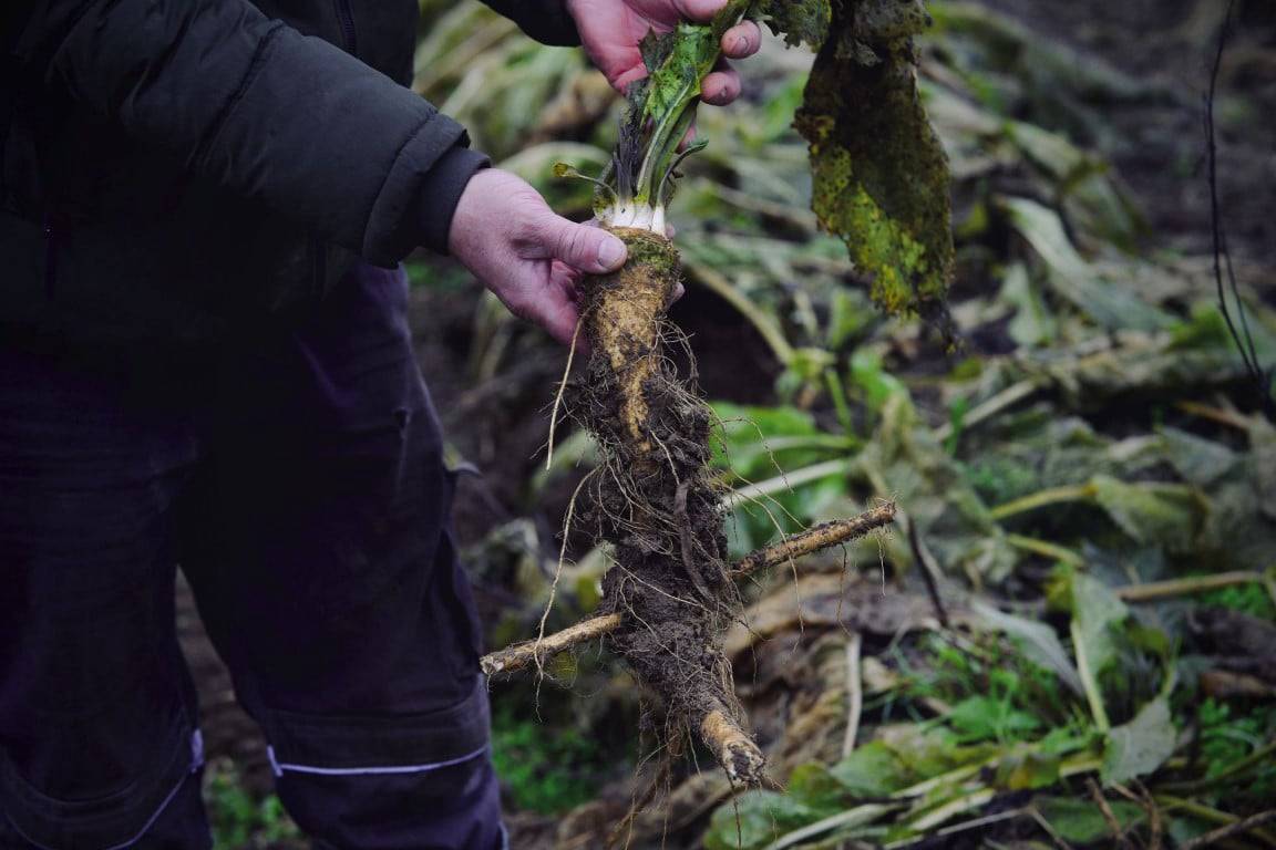 Obsahuje třikrát větší množství vitamínu C než citrón a tři lžíce nastrouhaného křenu pokryjí polovinu jeho doporučené denní dávky.