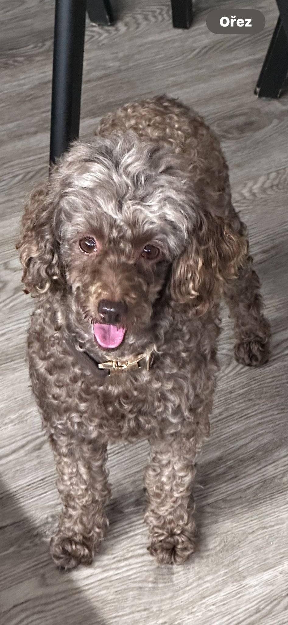 Dnes (Ne 9.11.2025) se v zámeckém parku ztratil trpasličí pudl slyšící na jméno Auri. Kontakt na majitele: 777 271 823