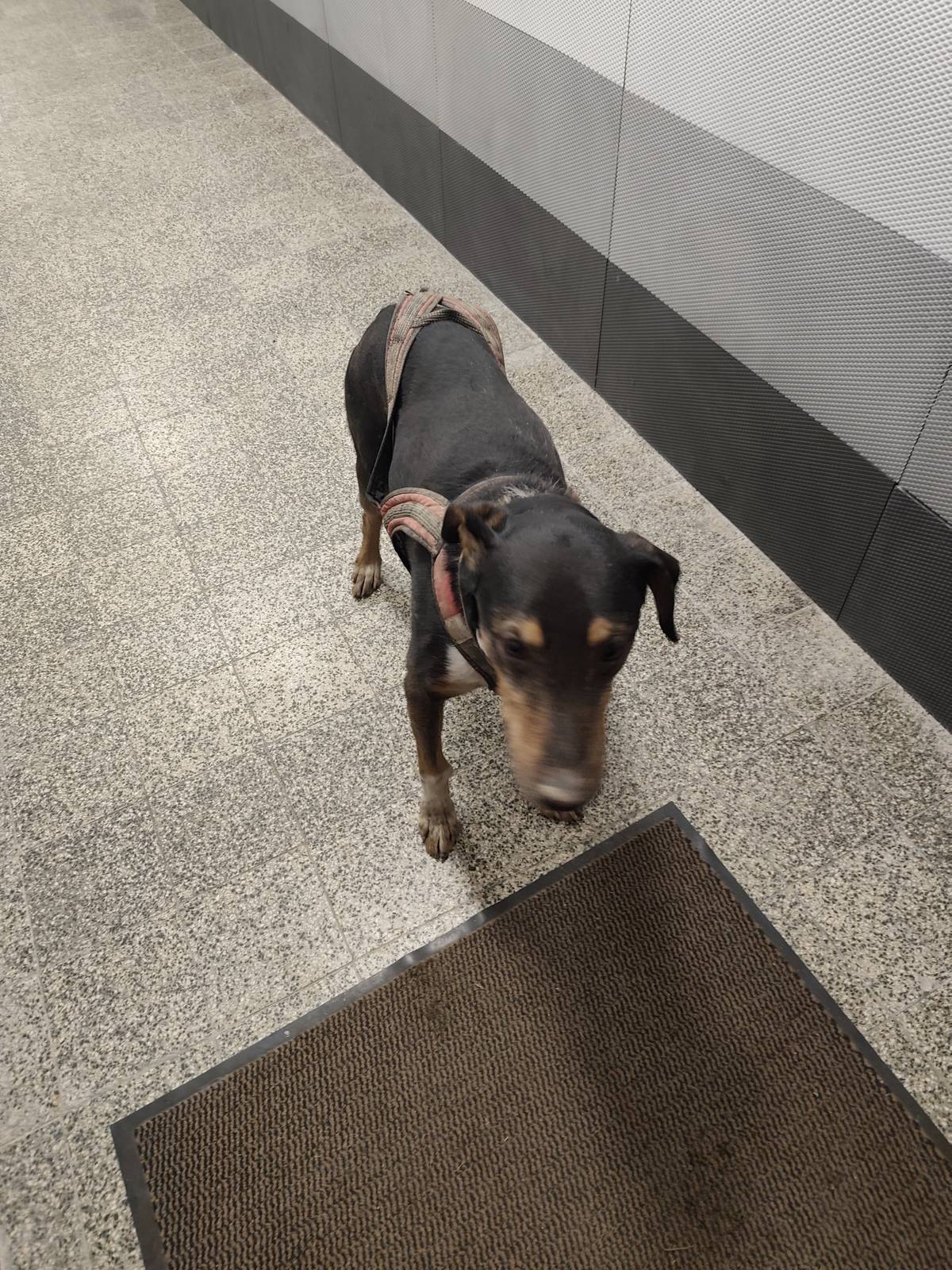 Našel se pes. Kdybyste někdo věděl o majiteli, volejte starostku obce.