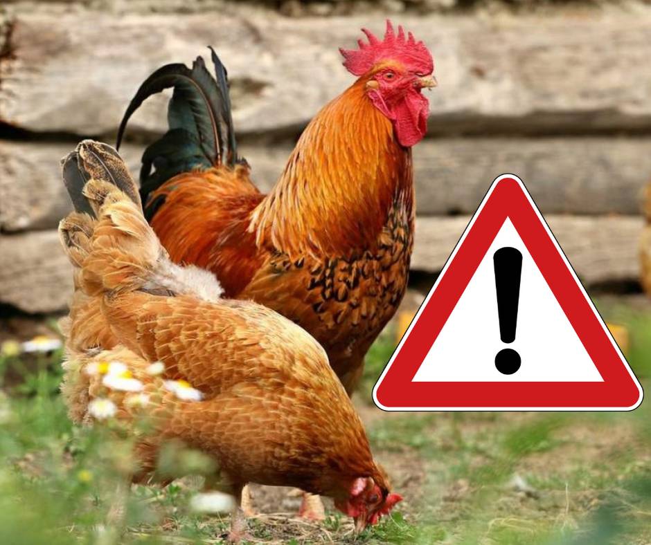 Výzva pre chovateľov hydiny a iných vtákov držaných v zajatí o vykonanie súpisu všetkých chovov.