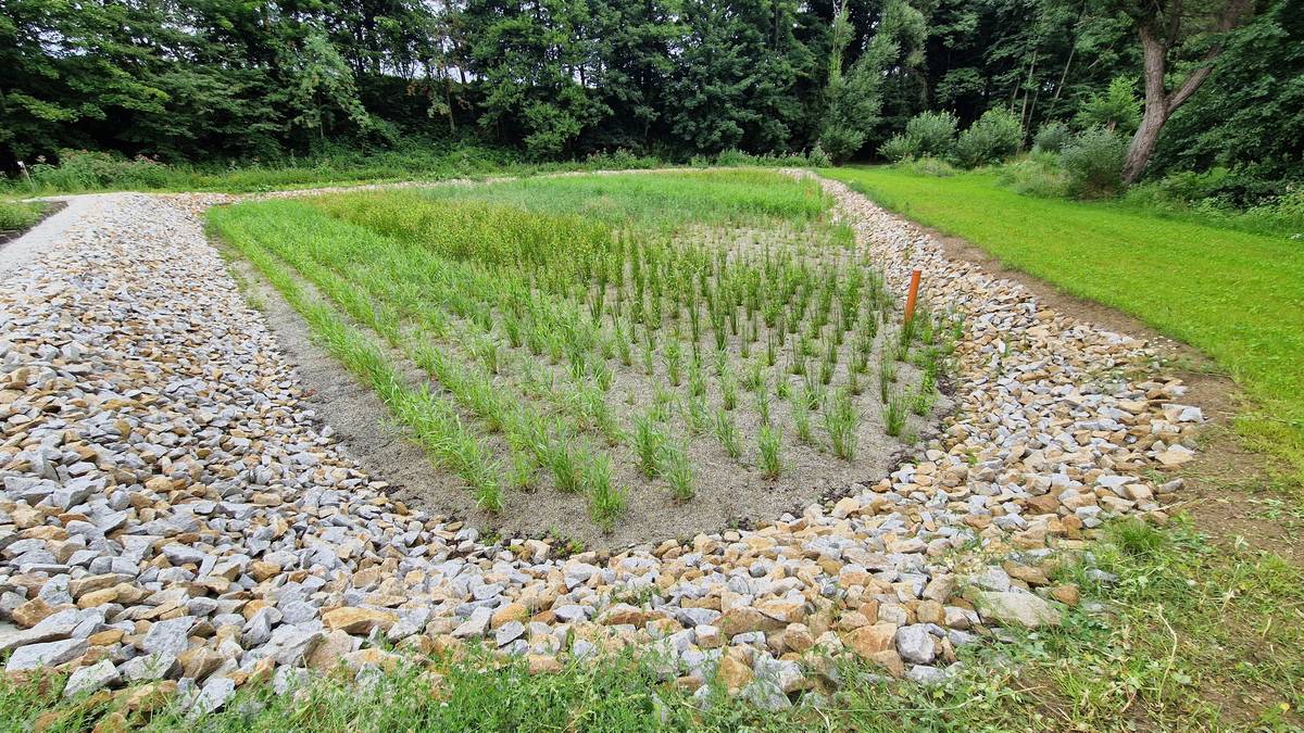 Dobrý den! SMS ČR - Sdružení místních samospráv České republiky organizuje každoročně soutěž OBEC 2030. Do této soutěže přihlašují obce z celé ČR svoje realizované projekty v enviromentální či energetické oblasti. Přihlášené obce tak dokazují svoji odpovědnost vůči životnímu prostředí. A jelikož už jsme se dlouho žádné soutěže nezúčastnili ☺️, přihlásila naše obec v letošním roce intenzifikovanou kořenovou ČOV a rekonstrukci Obecního domu U Muchů. Celkem bylo přihlášeno 76 projektů ze 65-ti obcí. Naše obec se svými přihlášenými stavbami postoupila do finálové patnáctky. O vítězi rozhodne hlasování veřejnosti. Hlasovat můžete do 17.11.2025 na tomto odkaze -     🌐 https://obec2030.cz/soutez/   Podpořte naši obec v celostátním hlasování!   Děkujeme a přejeme hezký de