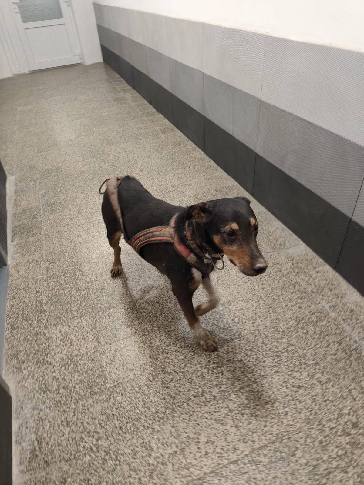 V Sazomině se našel pes. Pokud jej někdo postrádáte, ozvěte se paní starostce Lucii Peškové na tel.: 605762691.