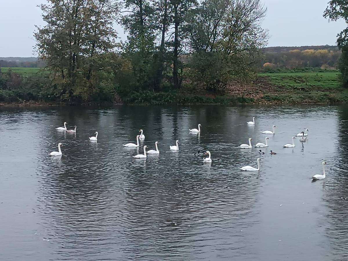 Podzim letos přinesl nejen zlaté listí, ale i vzácné hosty. Řeka Ohře se v říjnu proměnila v opravdovou labutí řeku.